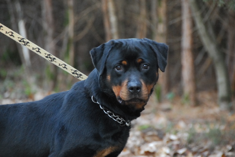 Chelsea du domaine de Baïka