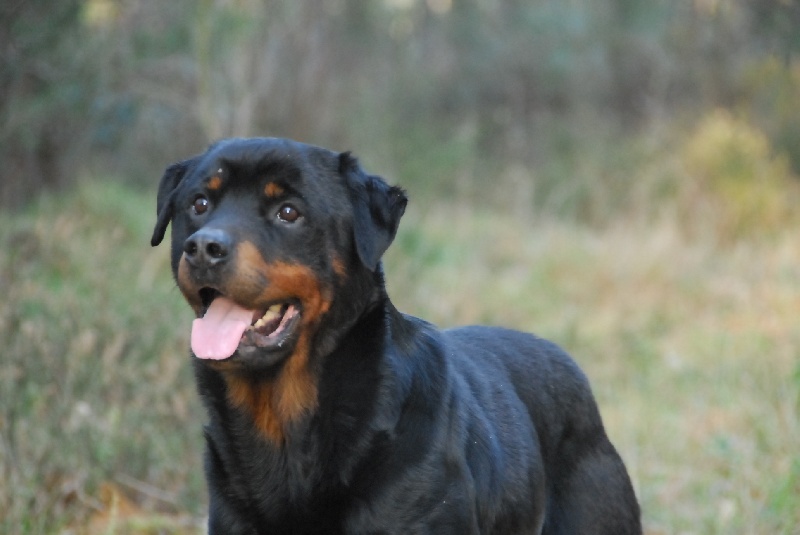 Bhaldo von der Kroning Keiser