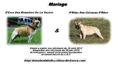 du domaine de Baïka - BEBES BOULEDOGUE FRANCAIS