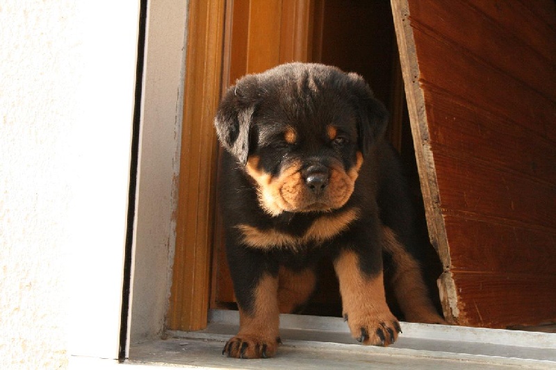 Chiots 2008