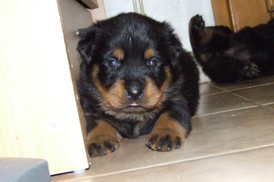 Chiots 2007