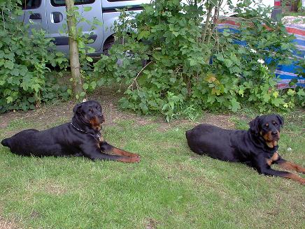 Mes Amours Noir et Feu