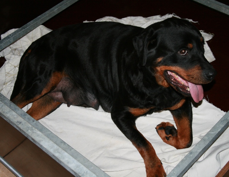Chiots 2011