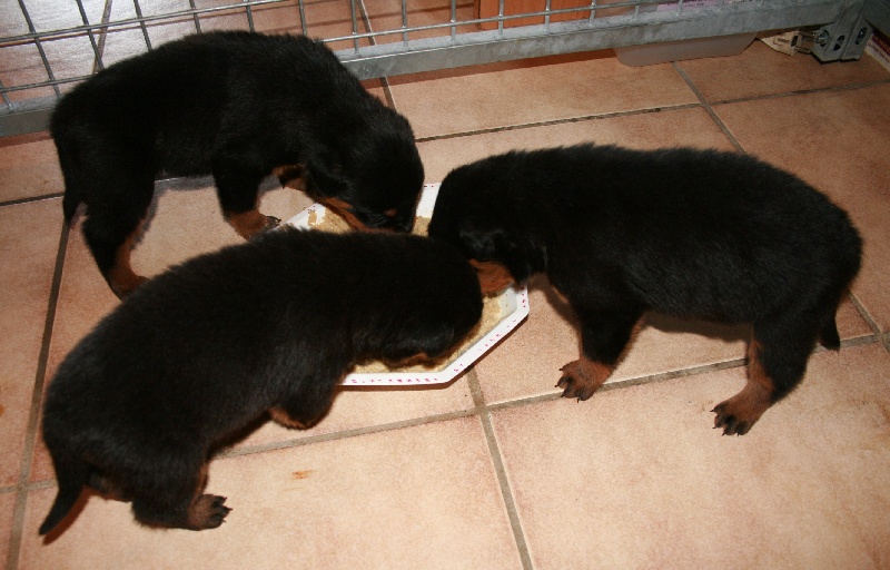 Chiots 2009