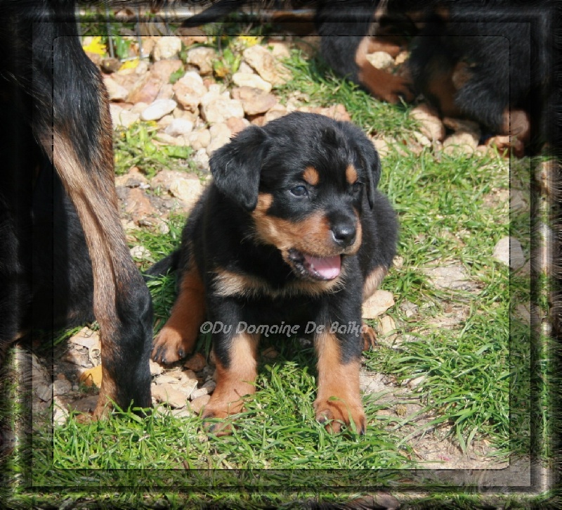 Chiots 2010