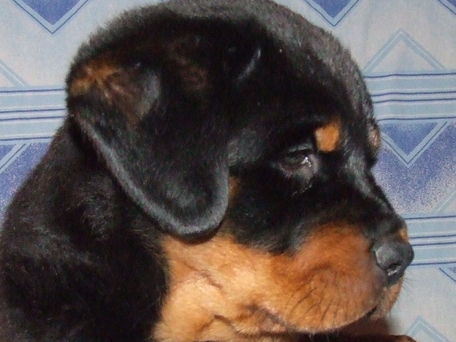 Chiots 2006